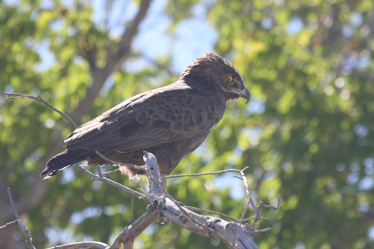 [19296] 2016_06_28_05_00_44_Africa_Canon_EOS_40D_IMG__10371.jpg