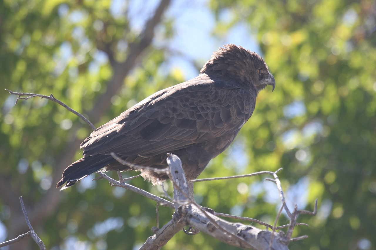 [19305] 2016_06_28_05_00_52_Africa_Canon_EOS_40D_IMG__10374.jpg