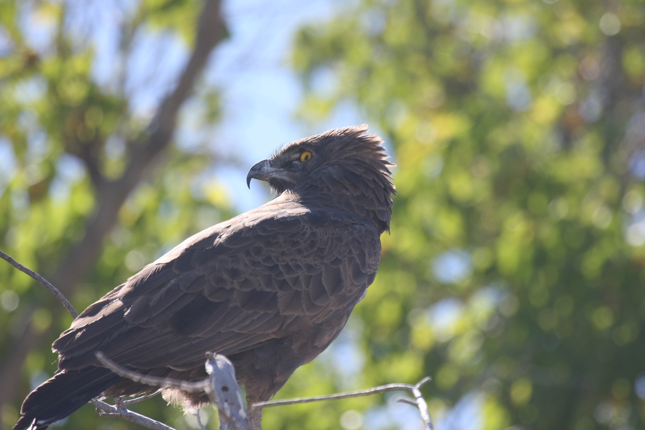 [19309] 2016_06_28_05_00_58_Africa_Canon_EOS_40D_IMG__02929.jpg