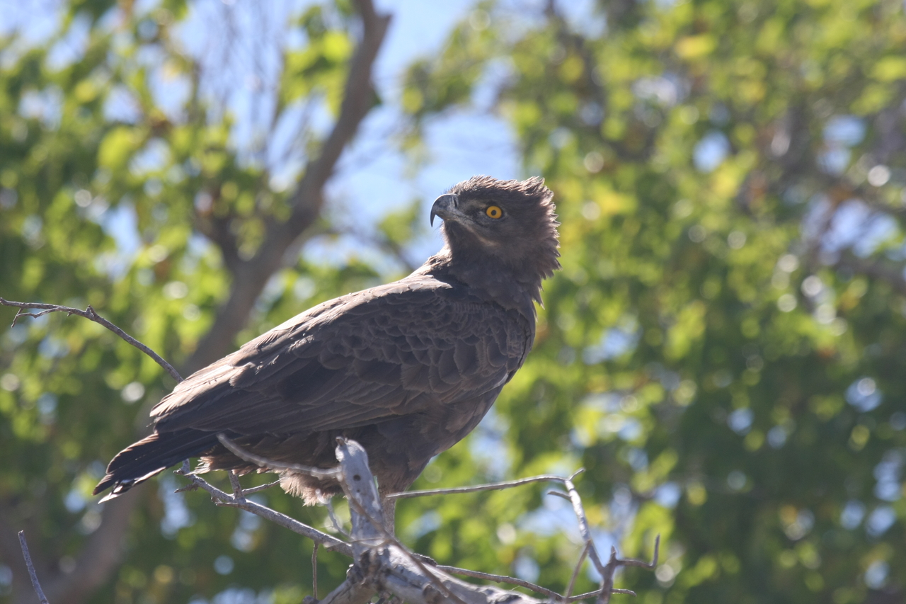 [19342] 2016_06_28_05_02_08_Africa_Canon_EOS_40D_IMG__00556.jpg