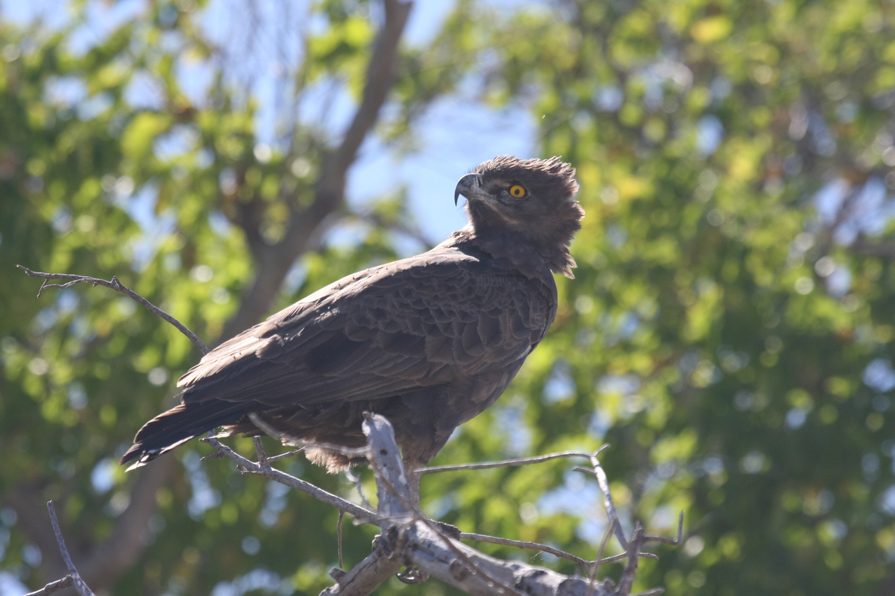 [19343] 2016_06_28_05_02_08_Africa_Canon_EOS_40D_IMG__02941.jpg