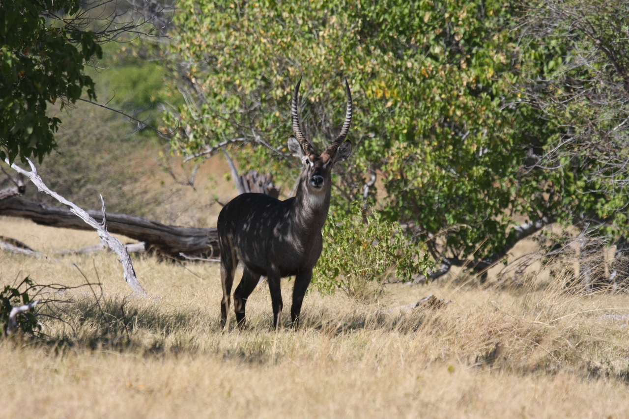 [19375] 2016_06_28_05_08_05_Africa_Canon_EOS_40D_IMG__02955.jpg