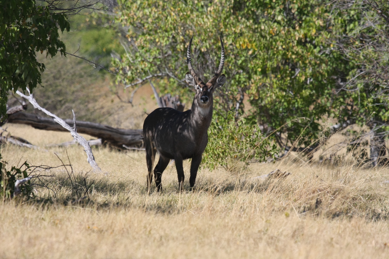 [19381] 2016_06_28_05_08_16_Africa_Canon_EOS_40D_IMG__00572.jpg
