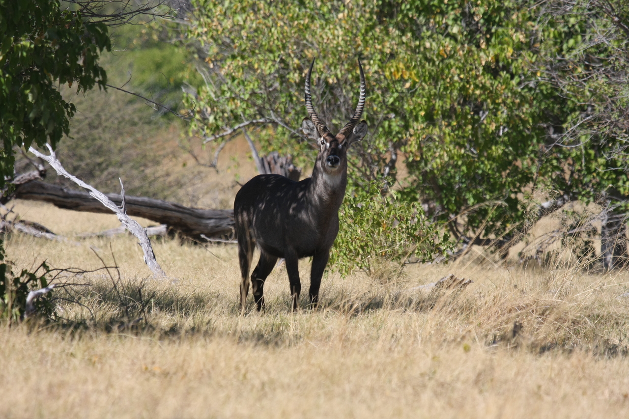 [19383] 2016_06_28_05_08_16_Africa_Canon_EOS_40D_IMG__02958.jpg