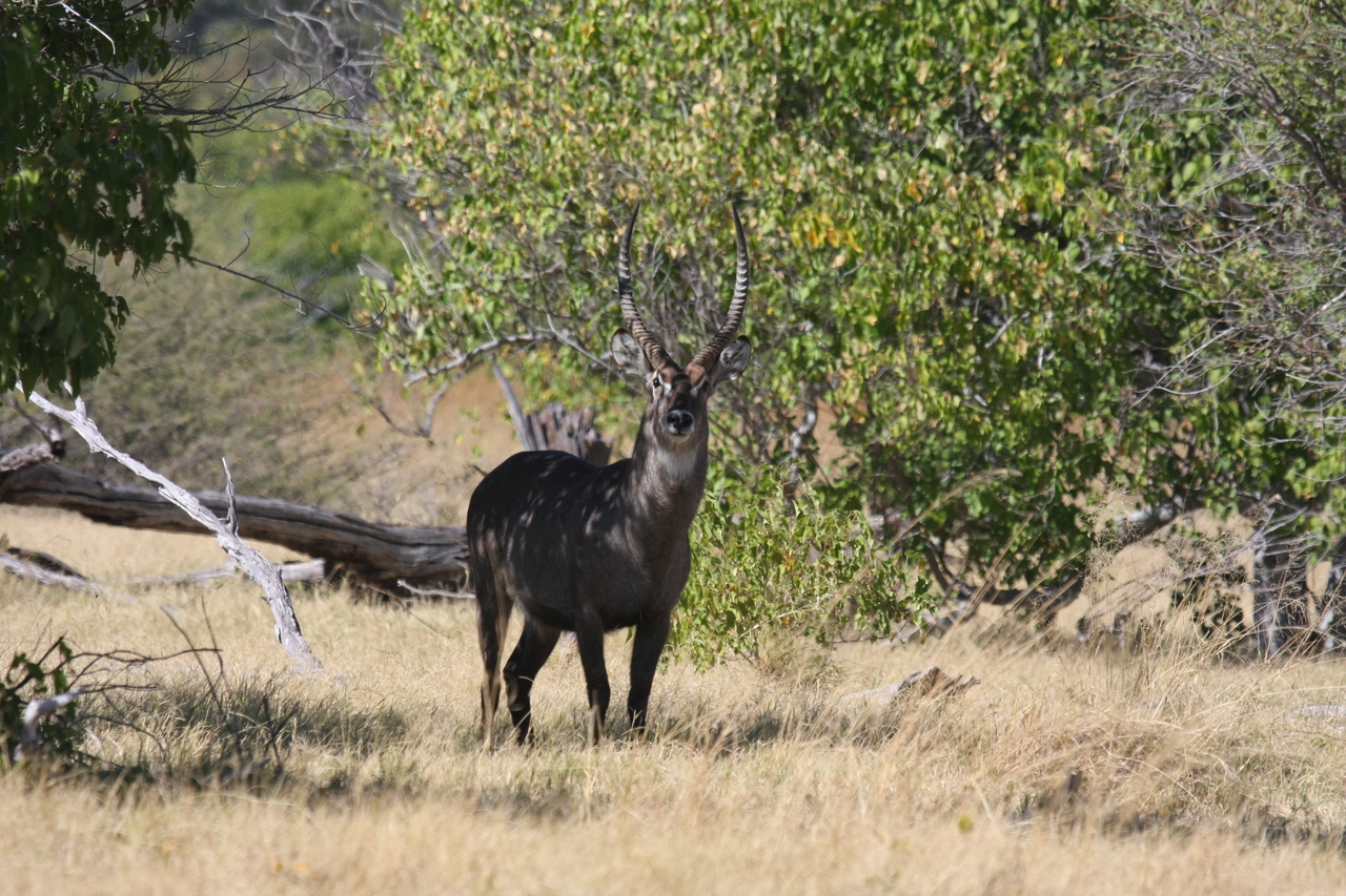 [19391] 2016_06_28_05_08_21_Africa_Canon_EOS_40D_IMG__02960.jpg