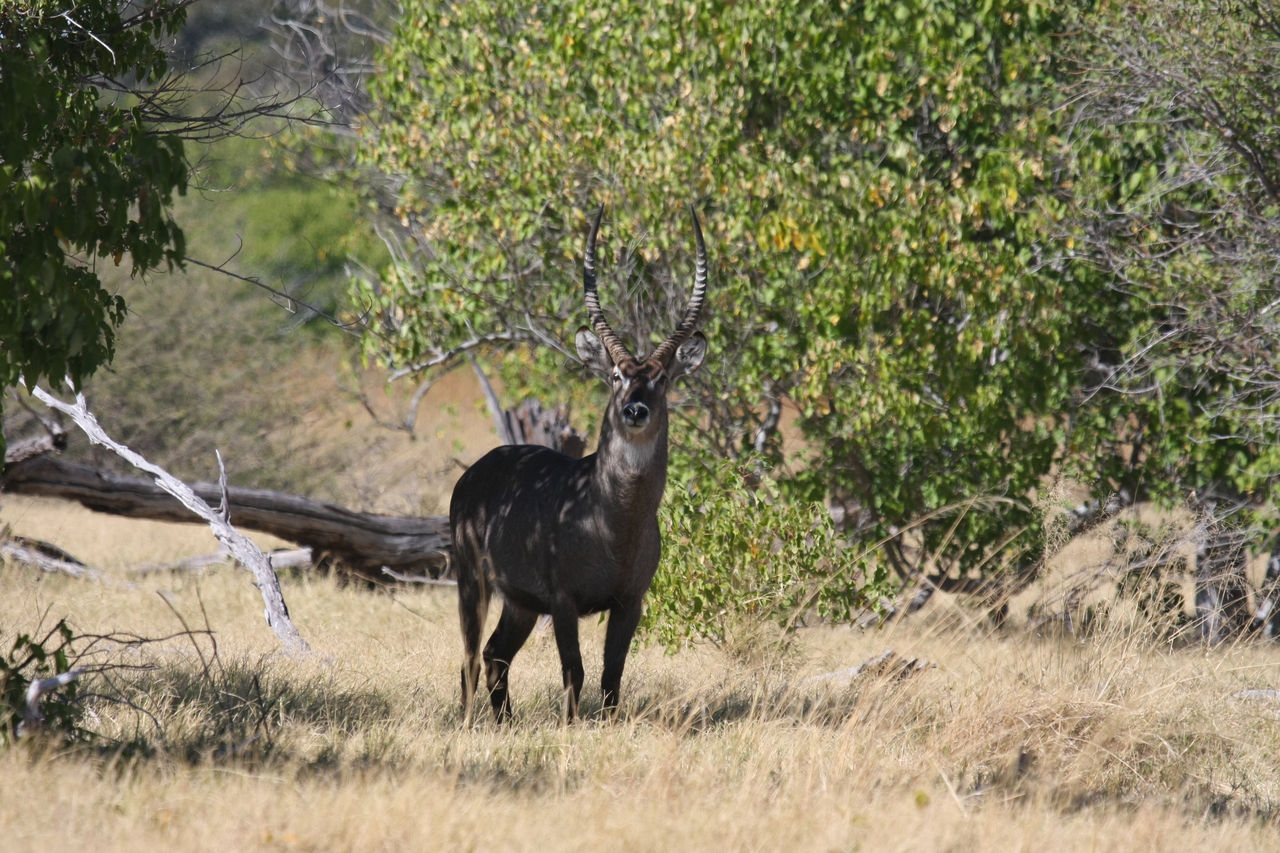 [19401] 2016_06_28_05_08_33_Africa_Canon_EOS_40D_IMG__10410.jpg