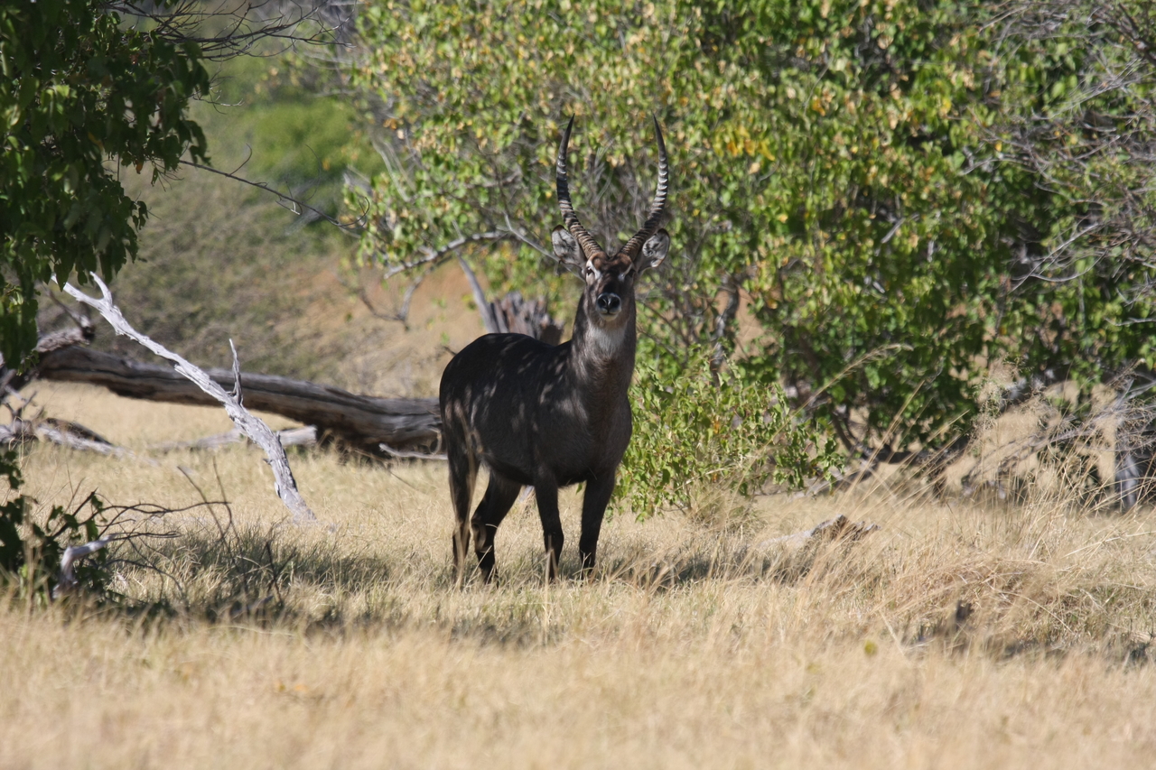 [19406] 2016_06_28_05_08_49_Africa_Canon_EOS_40D_IMG__02966.jpg