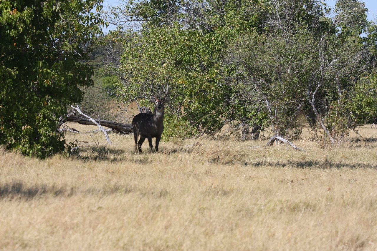[19416] 2016_06_28_05_09_14_Africa_Canon_EOS_40D_IMG__02970.jpg