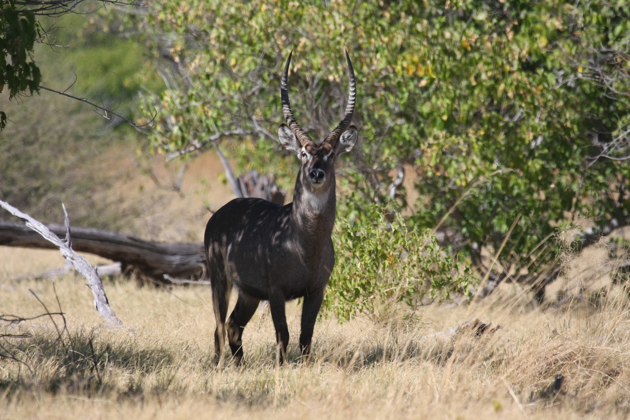 [19422] 2016_06_28_05_09_31_Africa_Canon_EOS_40D_IMG__02972.jpg