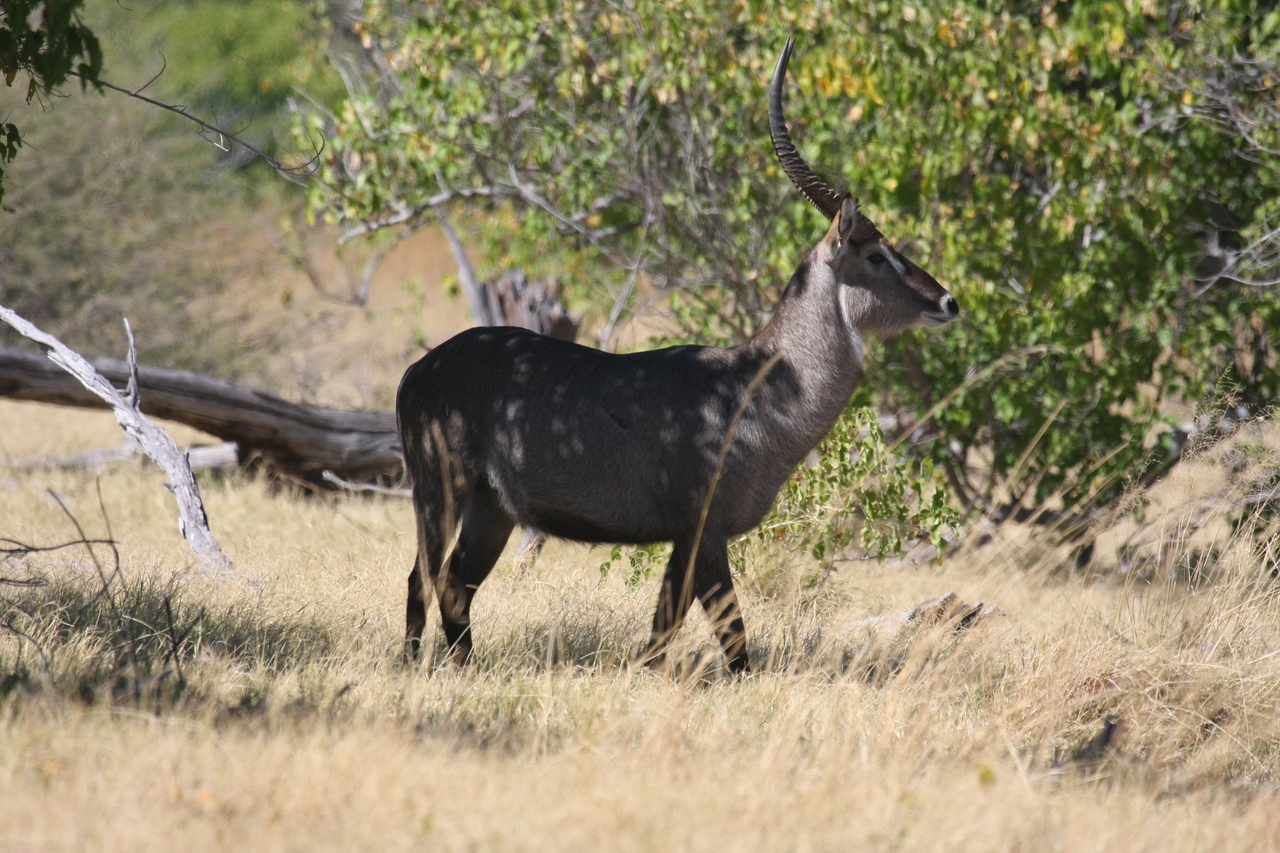 [19432] 2016_06_28_05_10_12_Africa_Canon_EOS_40D_IMG__10422.jpg