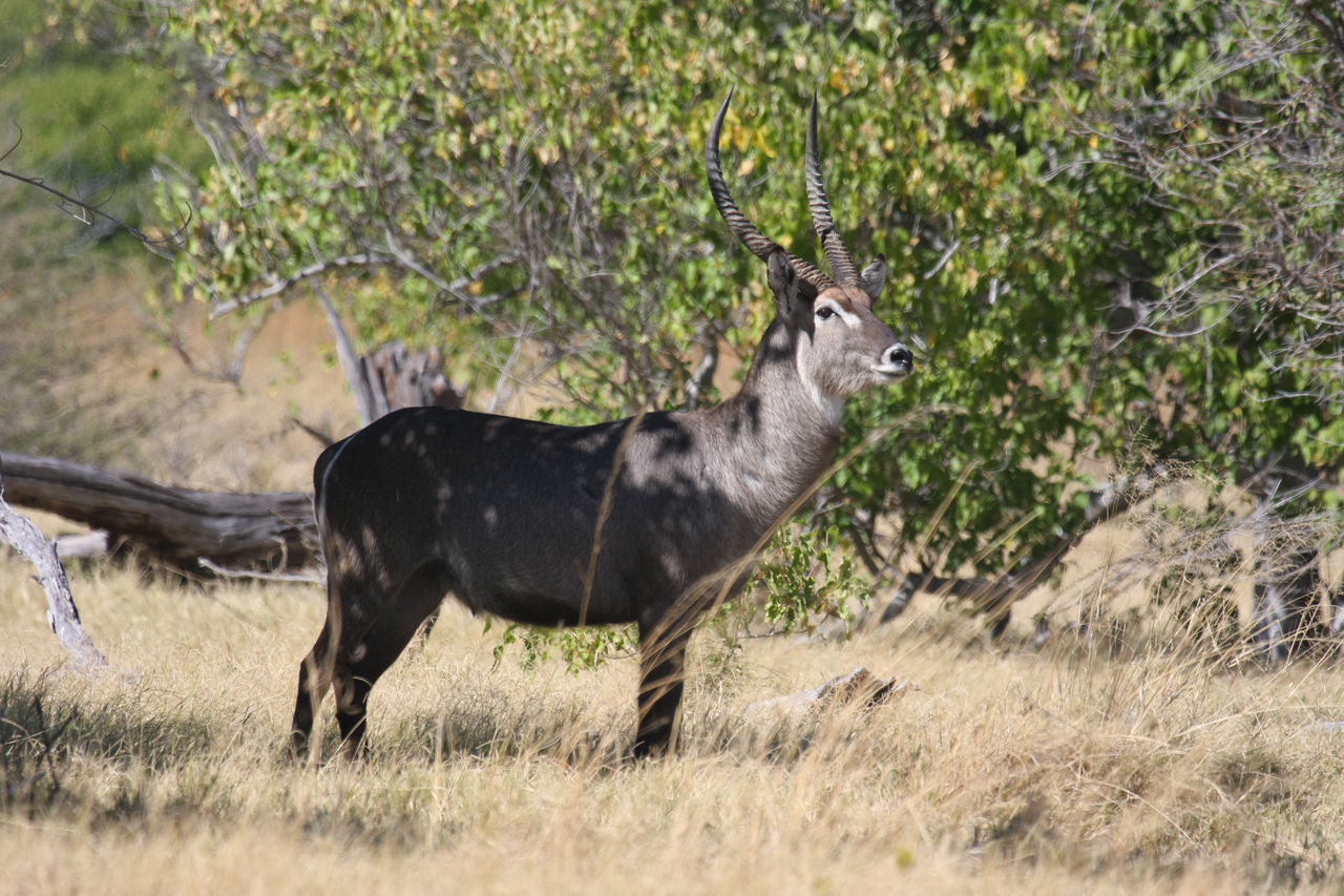 [19433] 2016_06_28_05_10_20_Africa_Canon_EOS_40D_IMG__00589.jpg