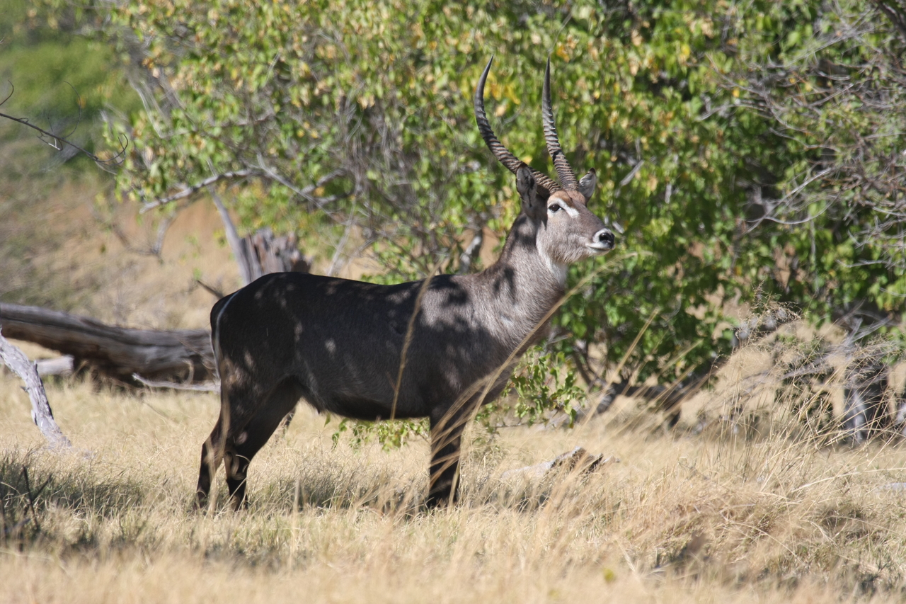 [19438] 2016_06_28_05_10_20_Africa_Canon_EOS_40D_IMG__02979.jpg