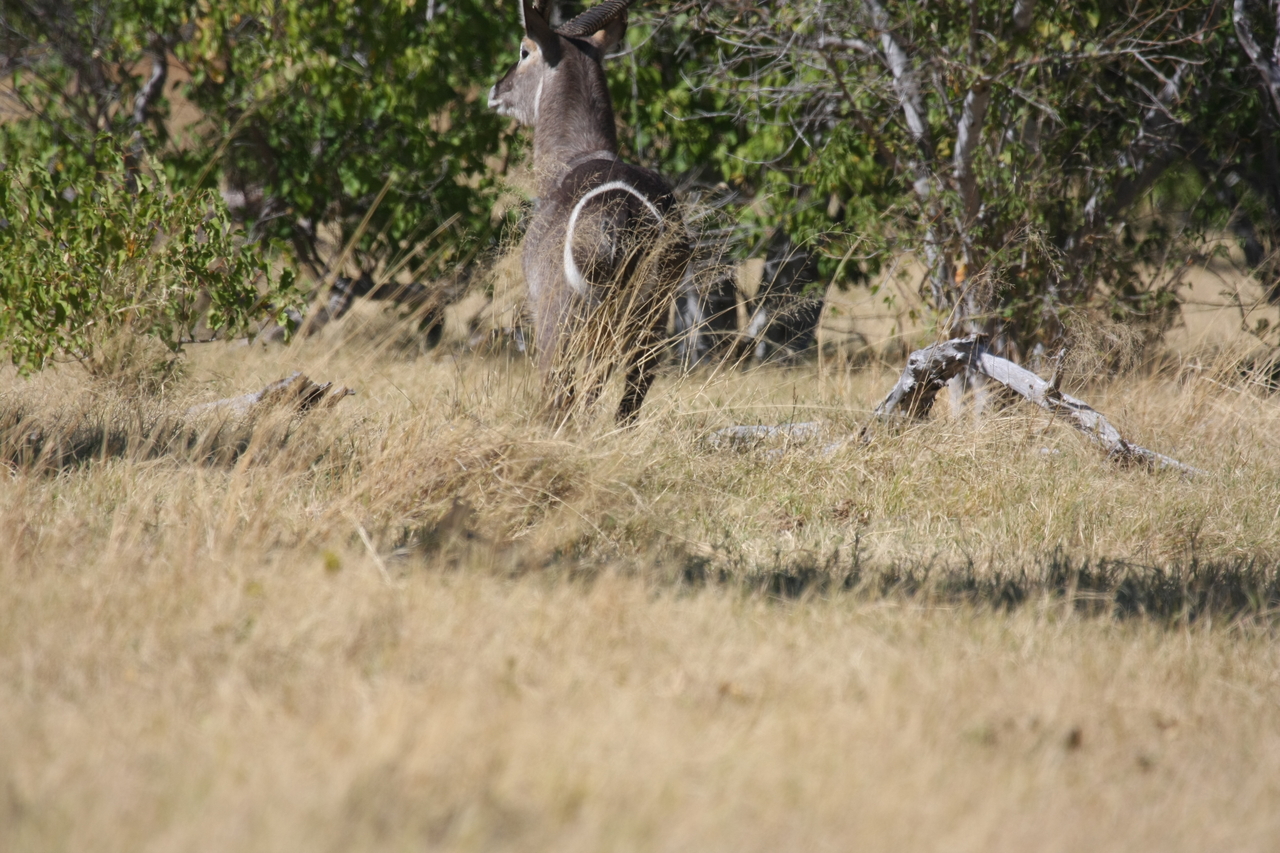 [19443] 2016_06_28_05_10_35_Africa_Canon_EOS_40D_IMG__00594.jpg