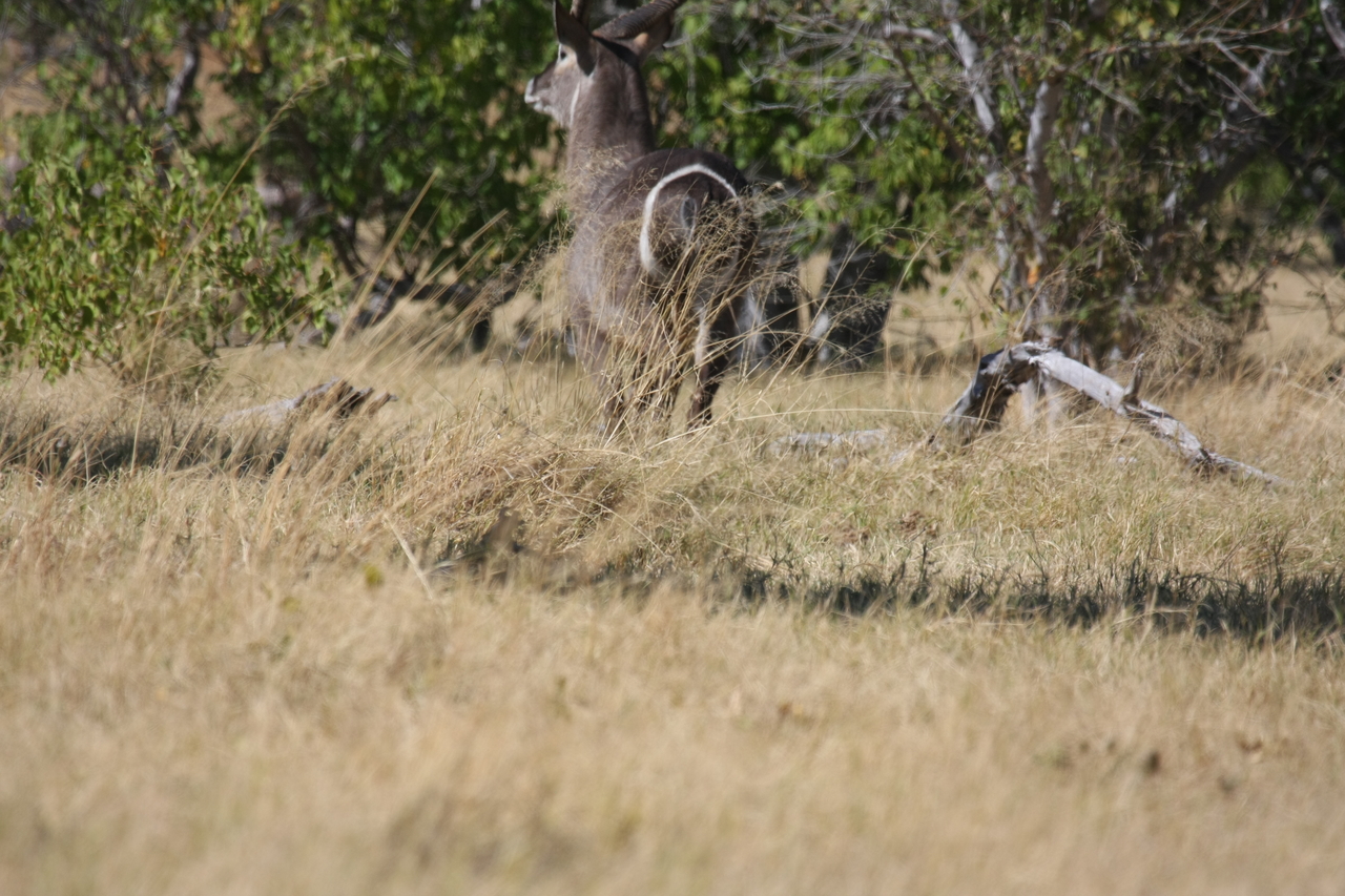 [19447] 2016_06_28_05_10_35_Africa_Canon_EOS_40D_IMG__02982.jpg