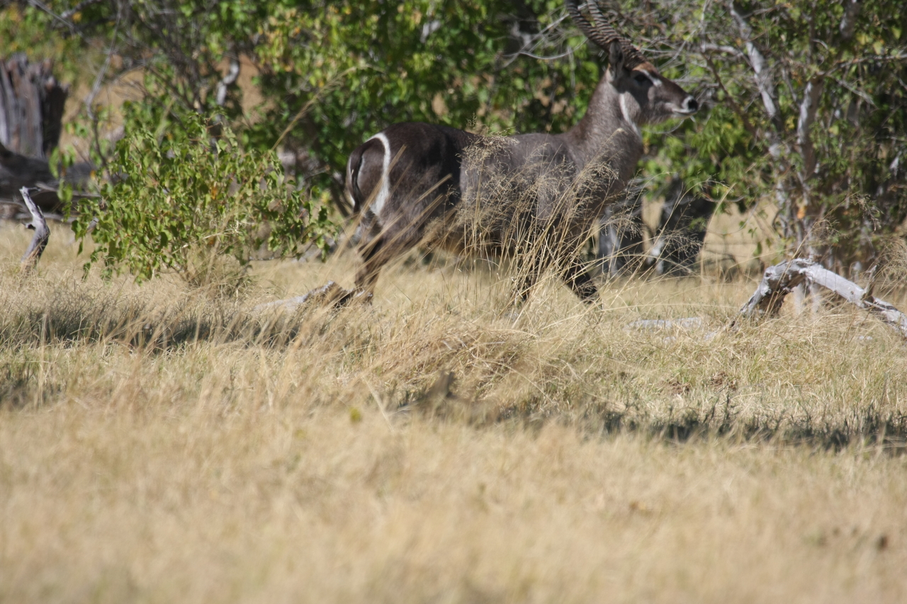 [19465] 2016_06_28_05_10_40_Africa_Canon_EOS_40D_IMG__10434.jpg