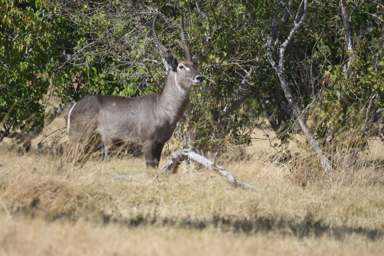 [19474] 2016_06_28_05_10_44_Africa_Canon_EOS_40D_IMG__10438.jpg