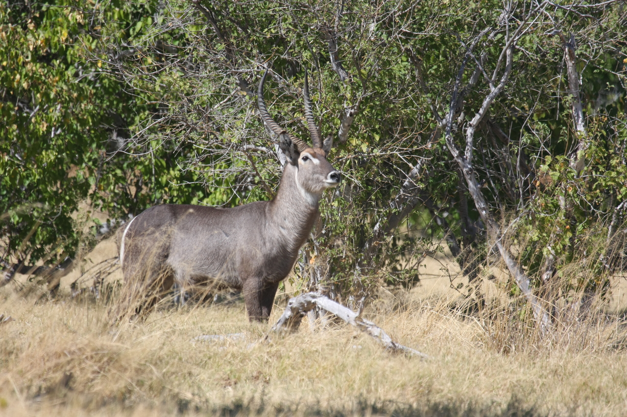 [19475] 2016_06_28_05_10_46_Africa_Canon_EOS_40D_IMG__00605.jpg