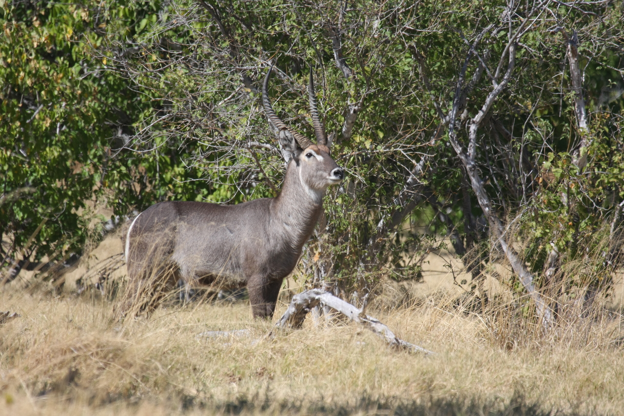 [19482] 2016_06_28_05_10_47_Africa_Canon_EOS_40D_IMG__02994.jpg