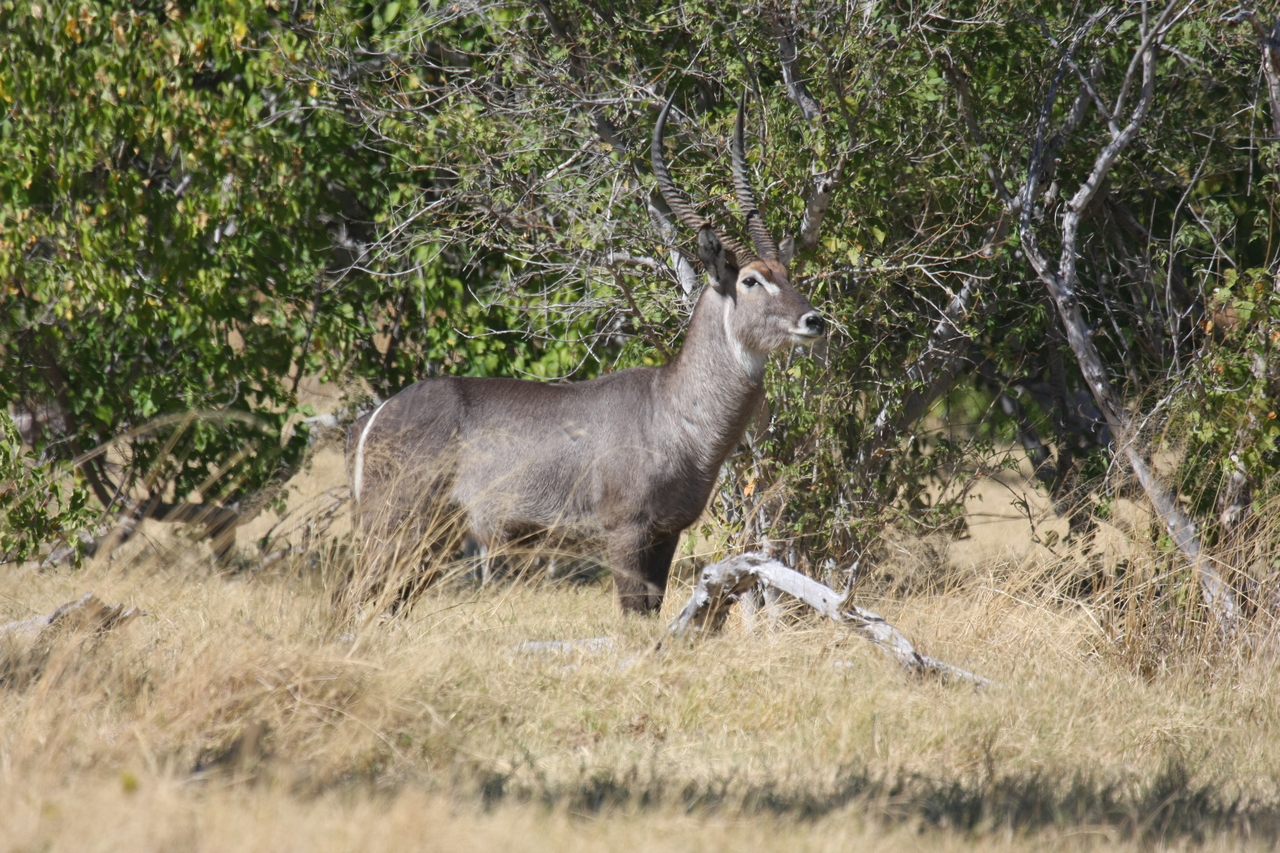 [19490] 2016_06_28_05_11_06_Africa_Canon_EOS_40D_IMG__02996.jpg