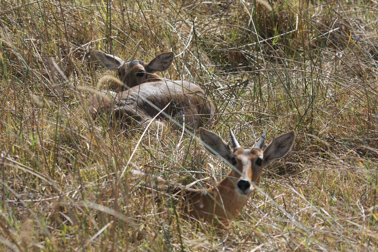 [19528] 2016_06_28_05_18_30_Africa_Canon_EOS_40D_IMG__10457.jpg