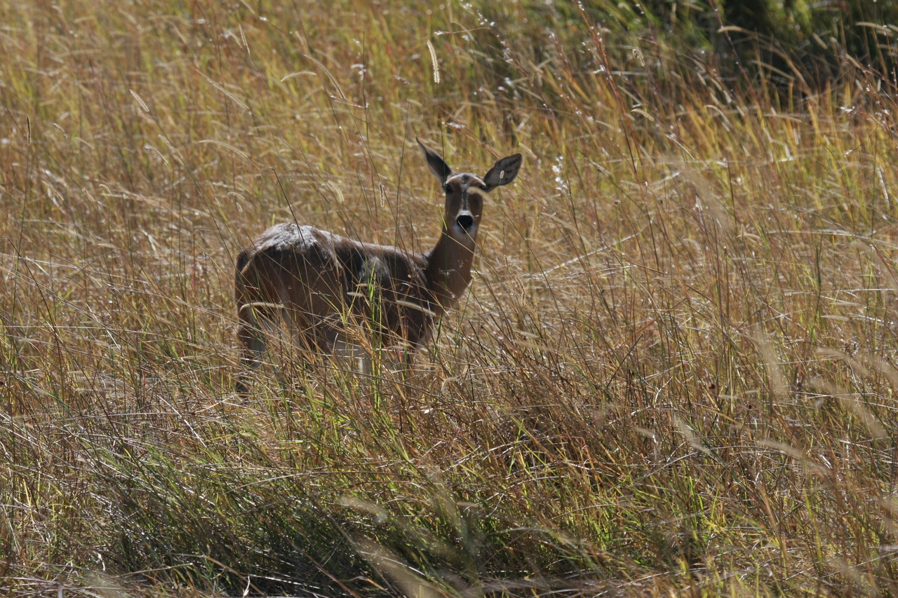 [19540] 2016_06_28_05_19_01_Africa_Canon_EOS_40D_IMG__03016.jpg