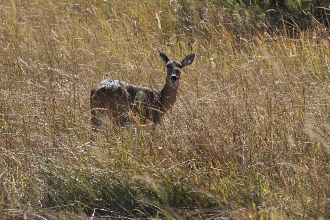 [19541] 2016_06_28_05_19_01_Africa_Canon_EOS_40D_IMG__10461.jpg