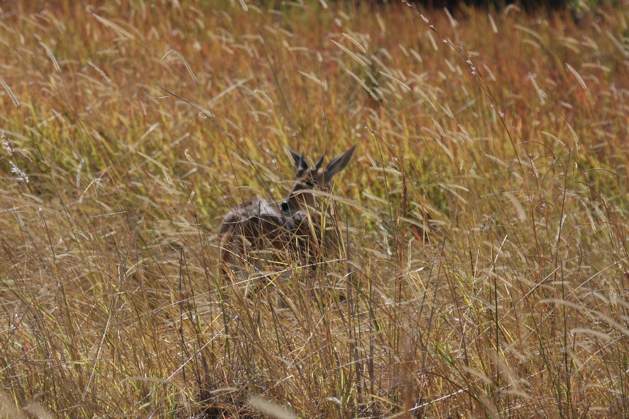 [19549] 2016_06_28_05_19_08_Africa_Canon_EOS_40D_IMG__00633.jpg