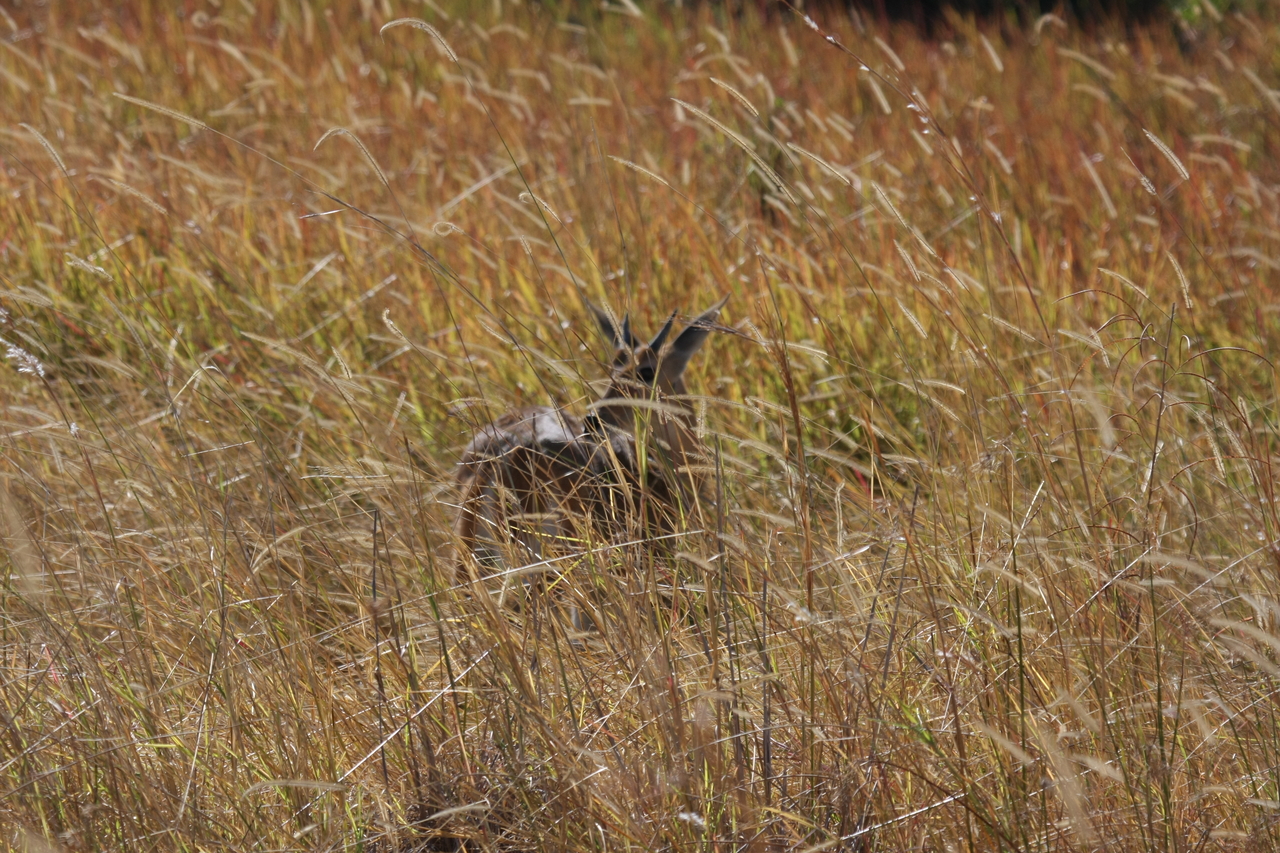 [19550] 2016_06_28_05_19_08_Africa_Canon_EOS_40D_IMG__03018.jpg