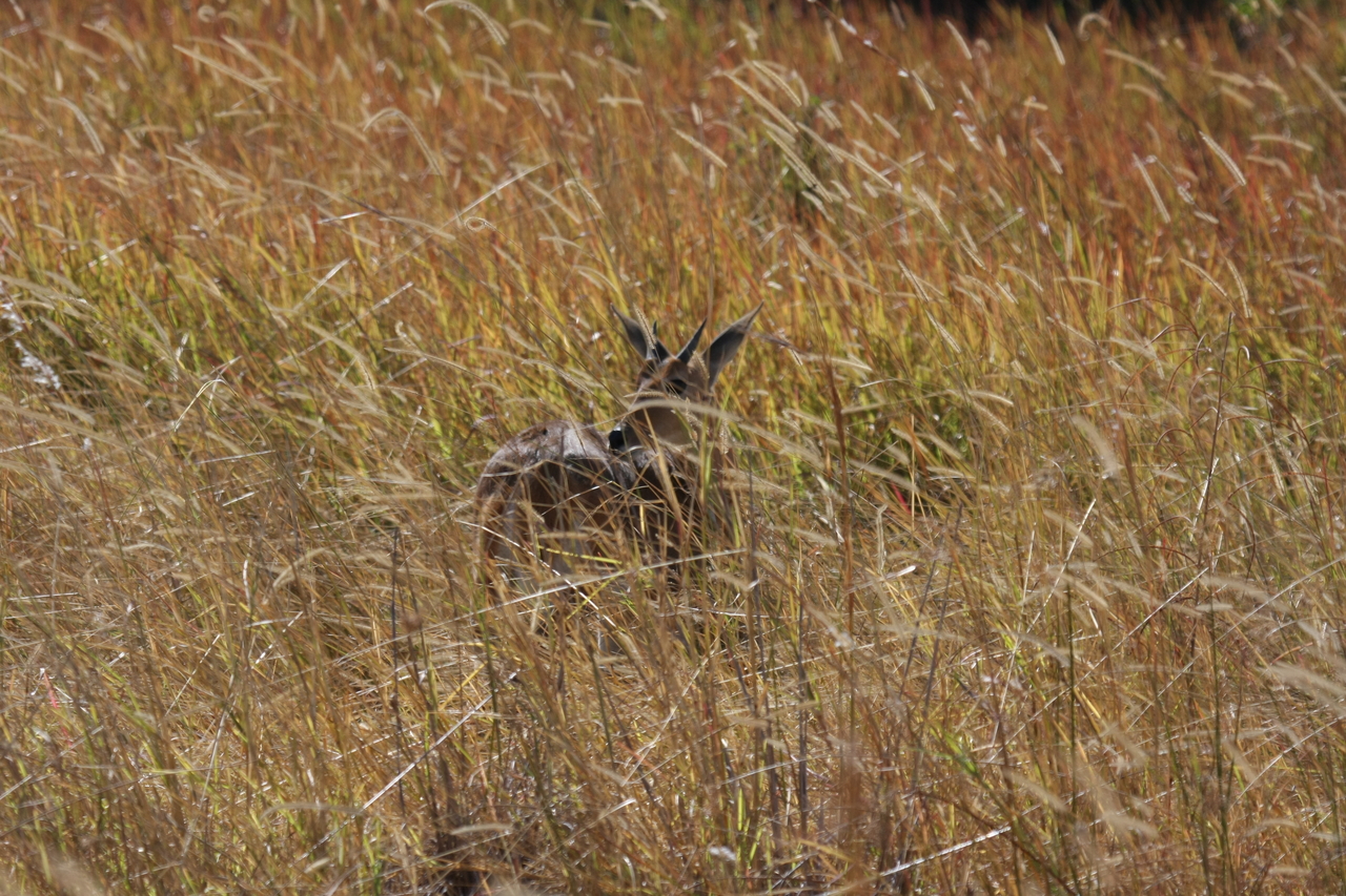 [19554] 2016_06_28_05_19_08_Africa_Canon_EOS_40D_IMG__10466.jpg