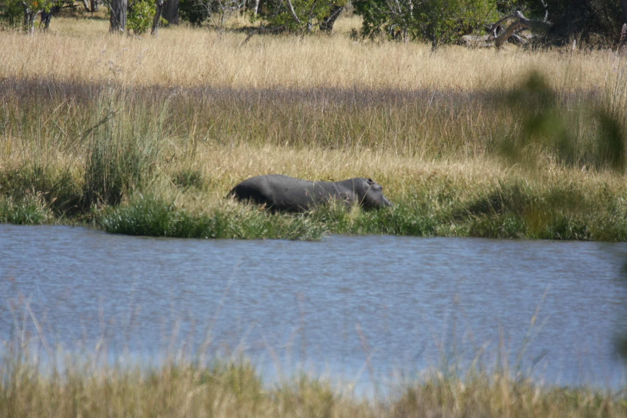 [19562] 2016_06_28_05_23_36_Africa_Canon_EOS_40D_IMG__10468.jpg