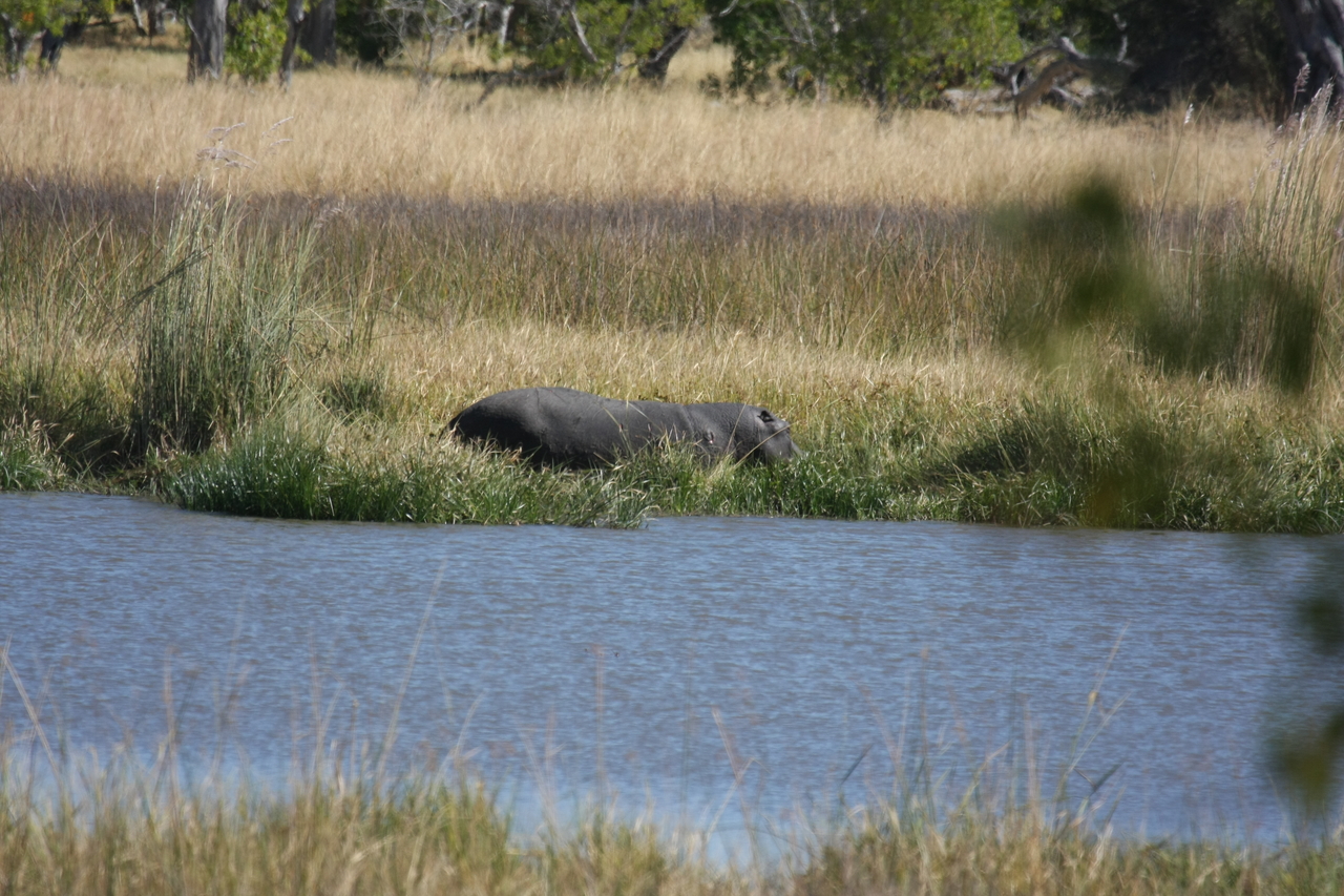[19571] 2016_06_28_05_23_39_Africa_Canon_EOS_40D_IMG__10472.jpg