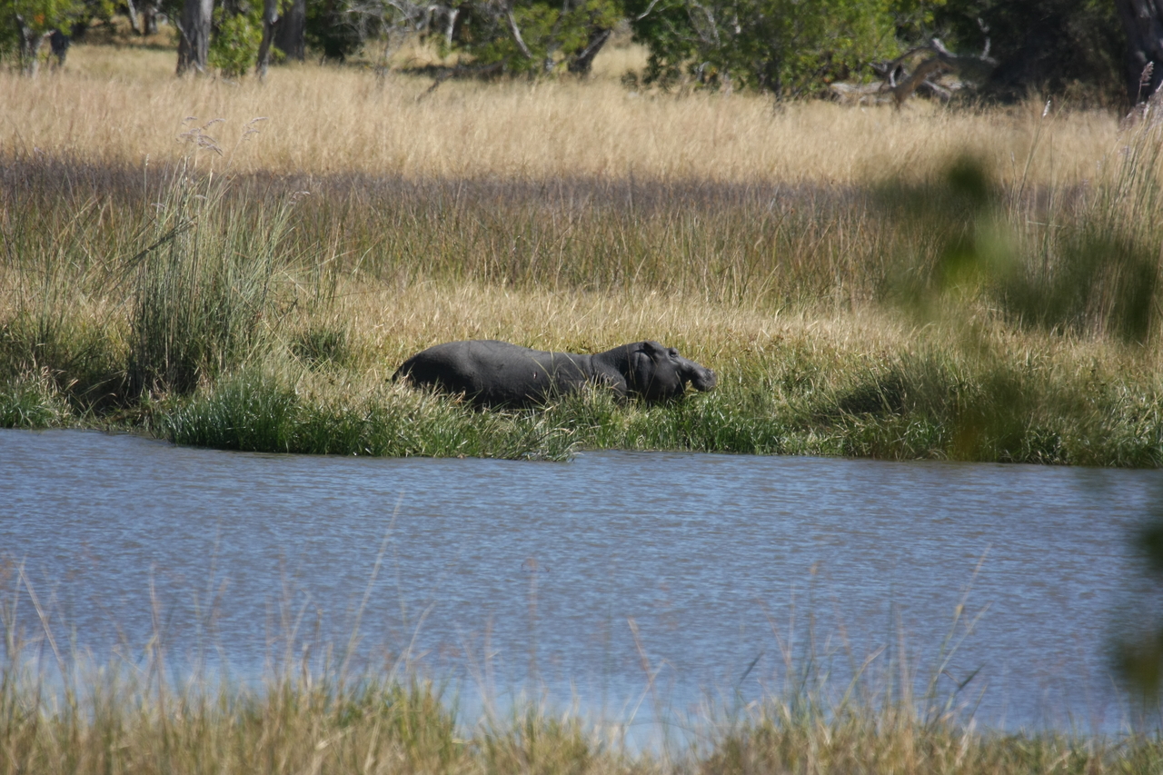 [19576] 2016_06_28_05_23_40_Africa_Canon_EOS_40D_IMG__10475.jpg