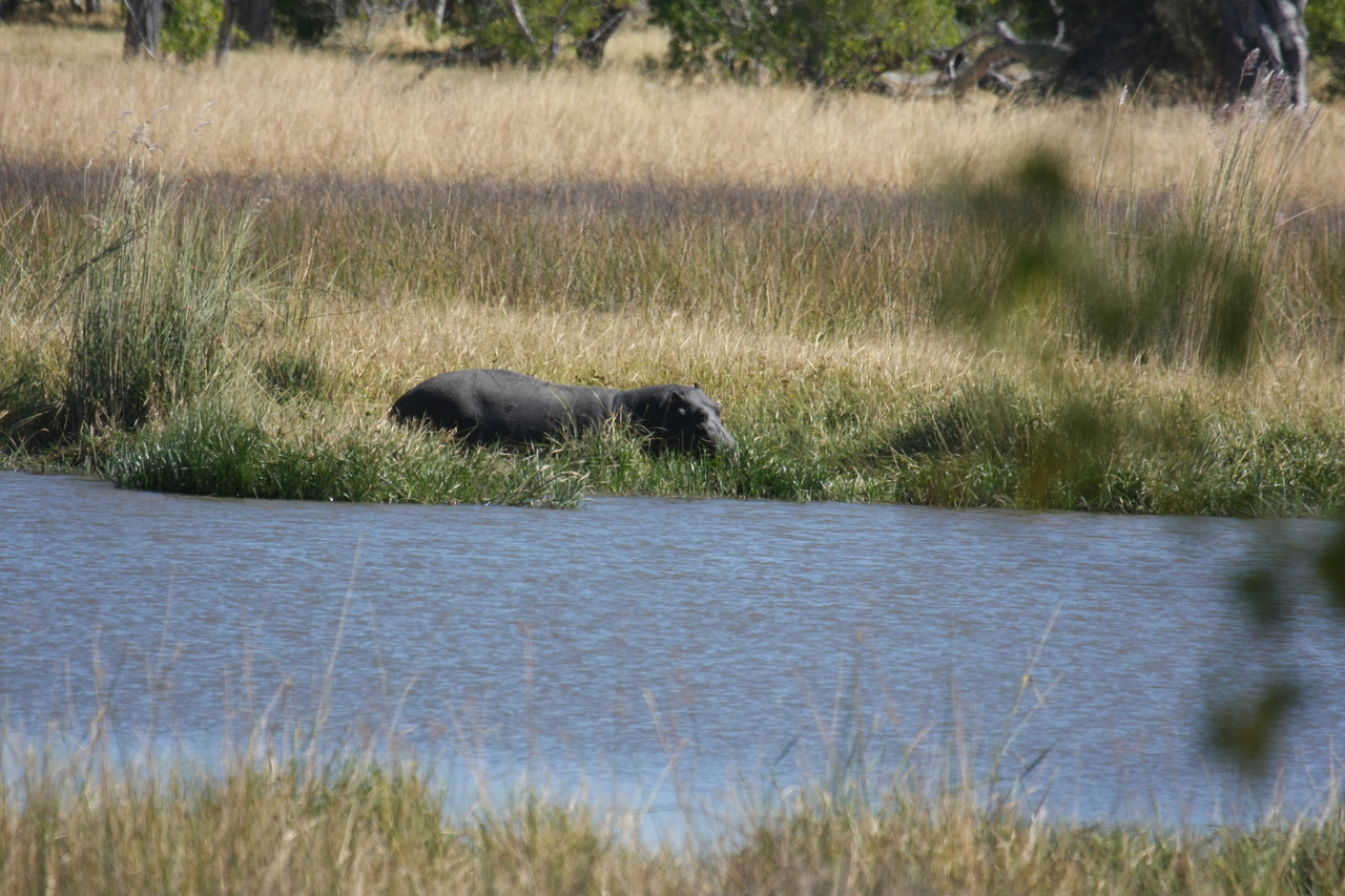[19577] 2016_06_28_05_23_42_Africa_Canon_EOS_40D_IMG__00642.jpg