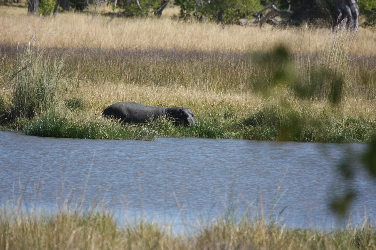 [19585] 2016_06_28_05_23_42_Africa_Canon_EOS_40D_IMG__10478.jpg
