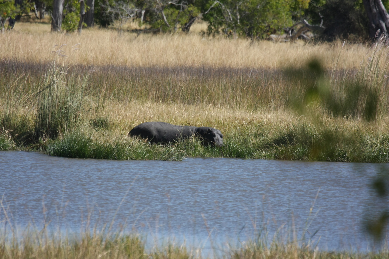 [19605] 2016_06_28_05_23_49_Africa_Canon_EOS_40D_IMG__10485.jpg