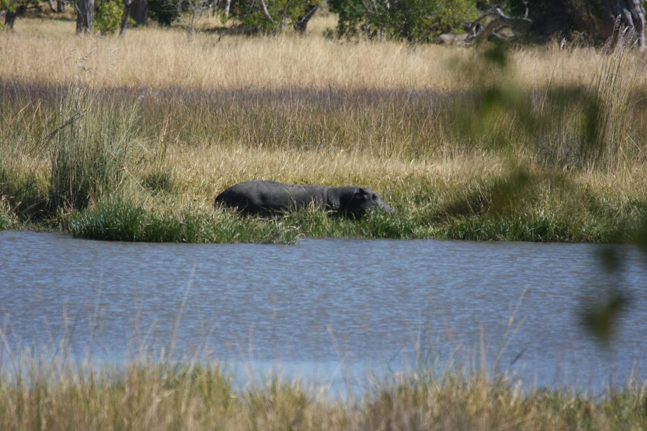 [19613] 2016_06_28_05_24_04_Africa_Canon_EOS_40D_IMG__10487.jpg
