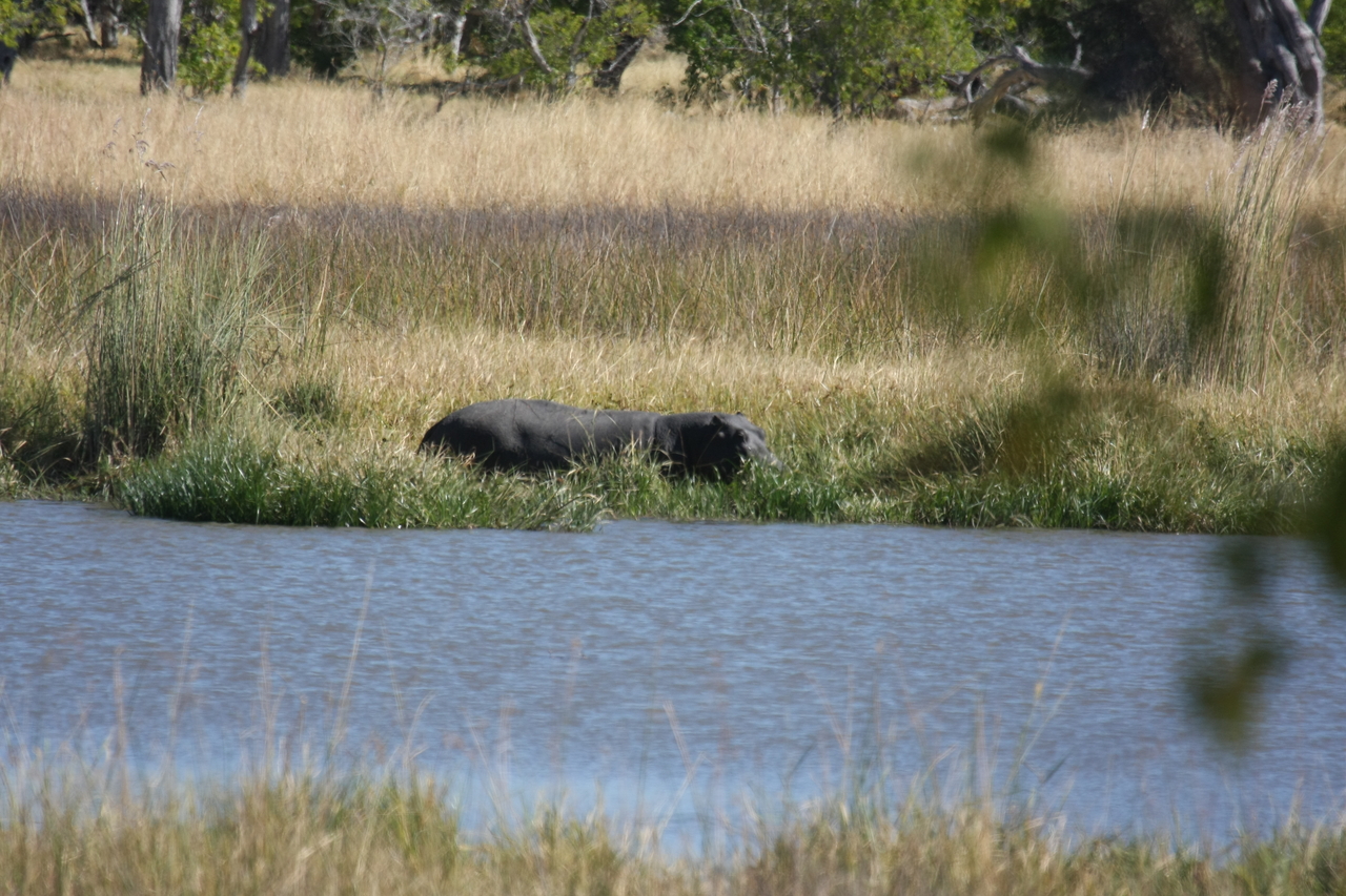 [19618] 2016_06_28_05_24_10_Africa_Canon_EOS_40D_IMG__10490.jpg