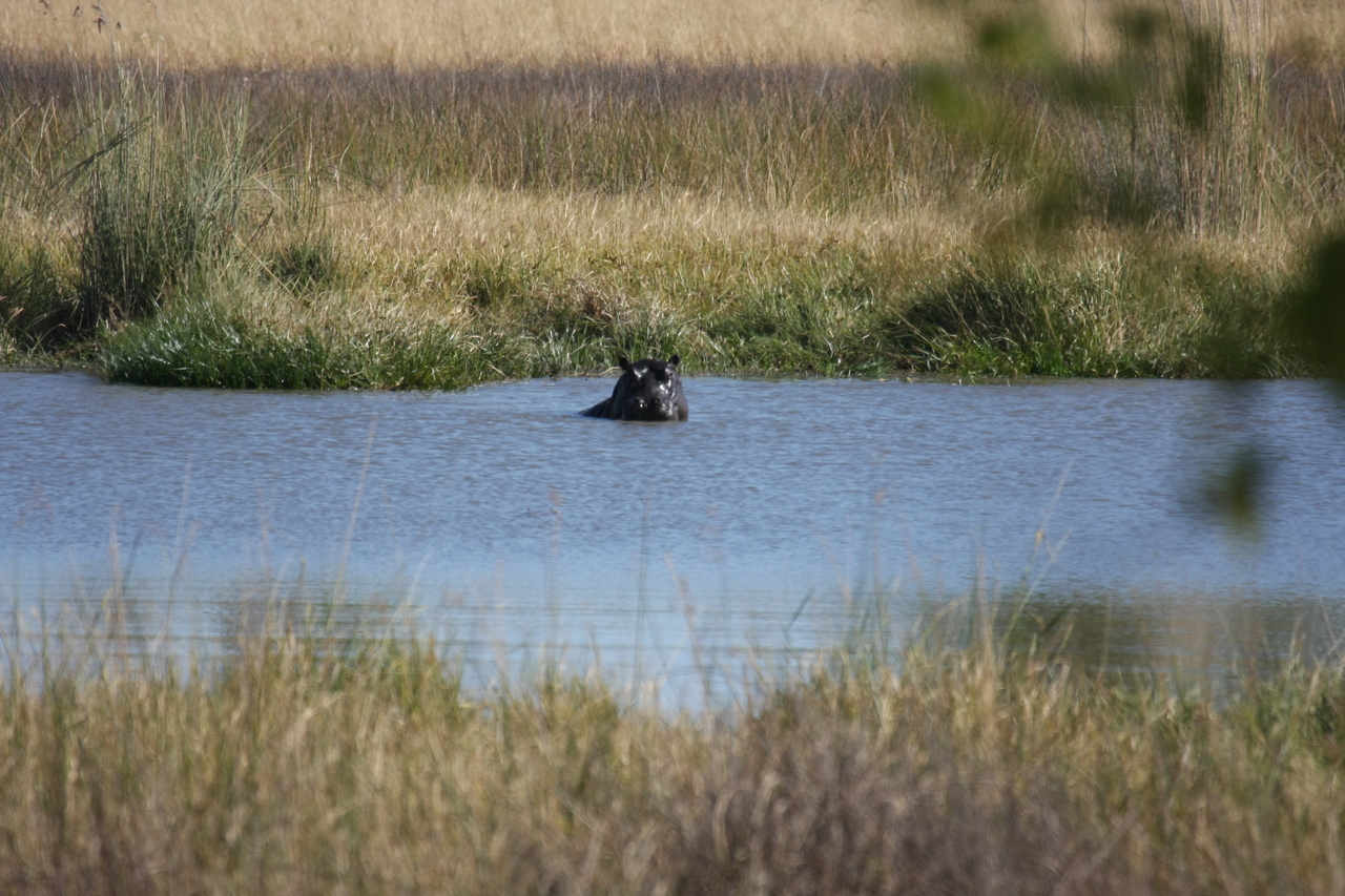 [19672] 2016_06_28_05_27_24_Africa_Canon_EOS_40D_IMG__10511.jpg