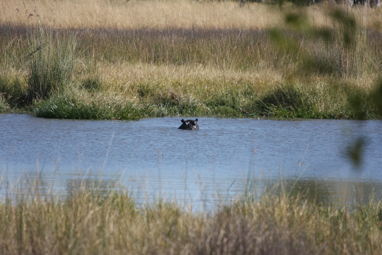 [19680] 2016_06_28_05_27_27_Africa_Canon_EOS_40D_IMG__03068.jpg