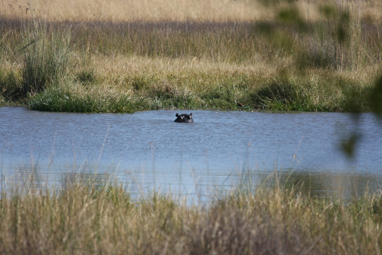[19687] 2016_06_28_05_27_28_Africa_Canon_EOS_40D_IMG__03070.jpg