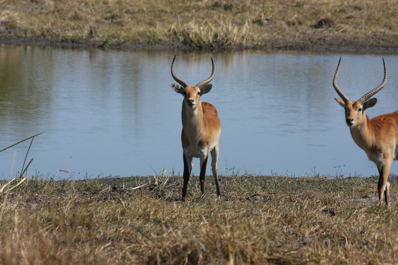 [19696] 2016_06_28_05_31_45_Africa_Canon_EOS_40D_IMG__10520.jpg