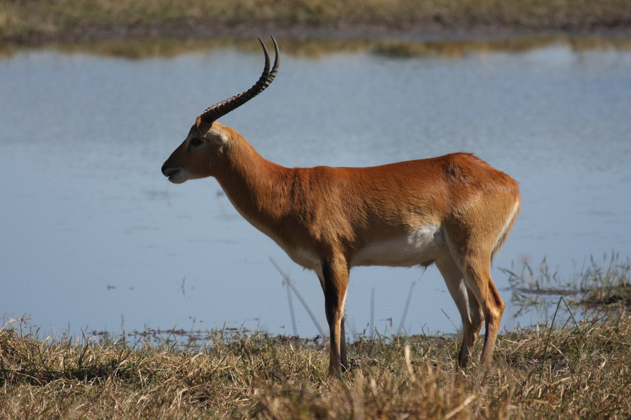 [19707] 2016_06_28_05_31_58_Africa_Canon_EOS_40D_IMG__10523.jpg