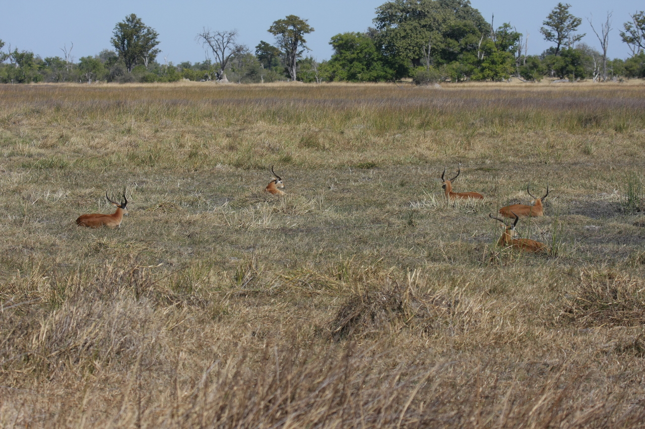 [19714] 2016_06_28_05_32_22_Africa_Canon_EOS_40D_IMG__10527.jpg