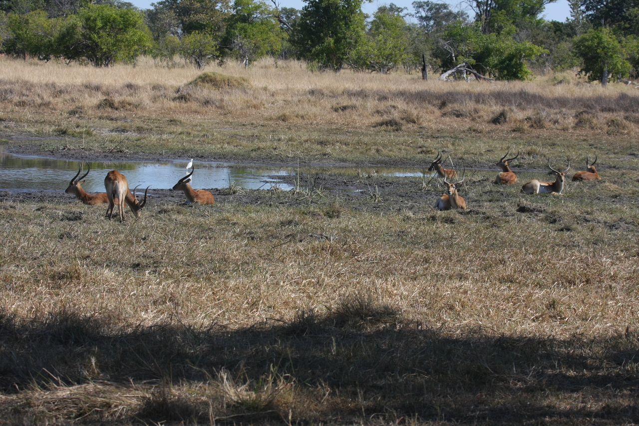 [19715] 2016_06_28_05_32_29_Africa_Canon_EOS_40D_IMG__00694.jpg