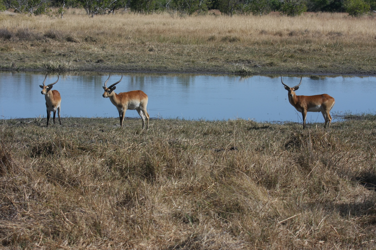 [19720] 2016_06_28_05_32_35_Africa_Canon_EOS_40D_IMG__03082.jpg