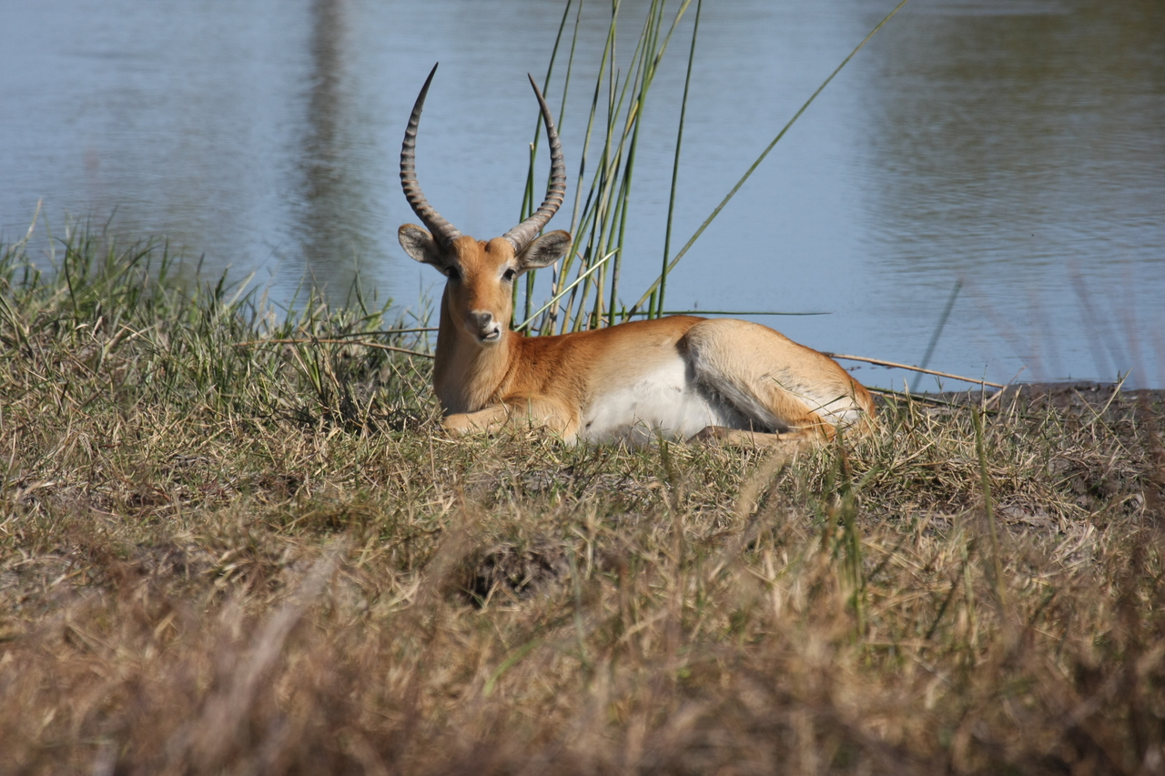 [19729] 2016_06_28_05_32_46_Africa_Canon_EOS_40D_IMG__10532.jpg