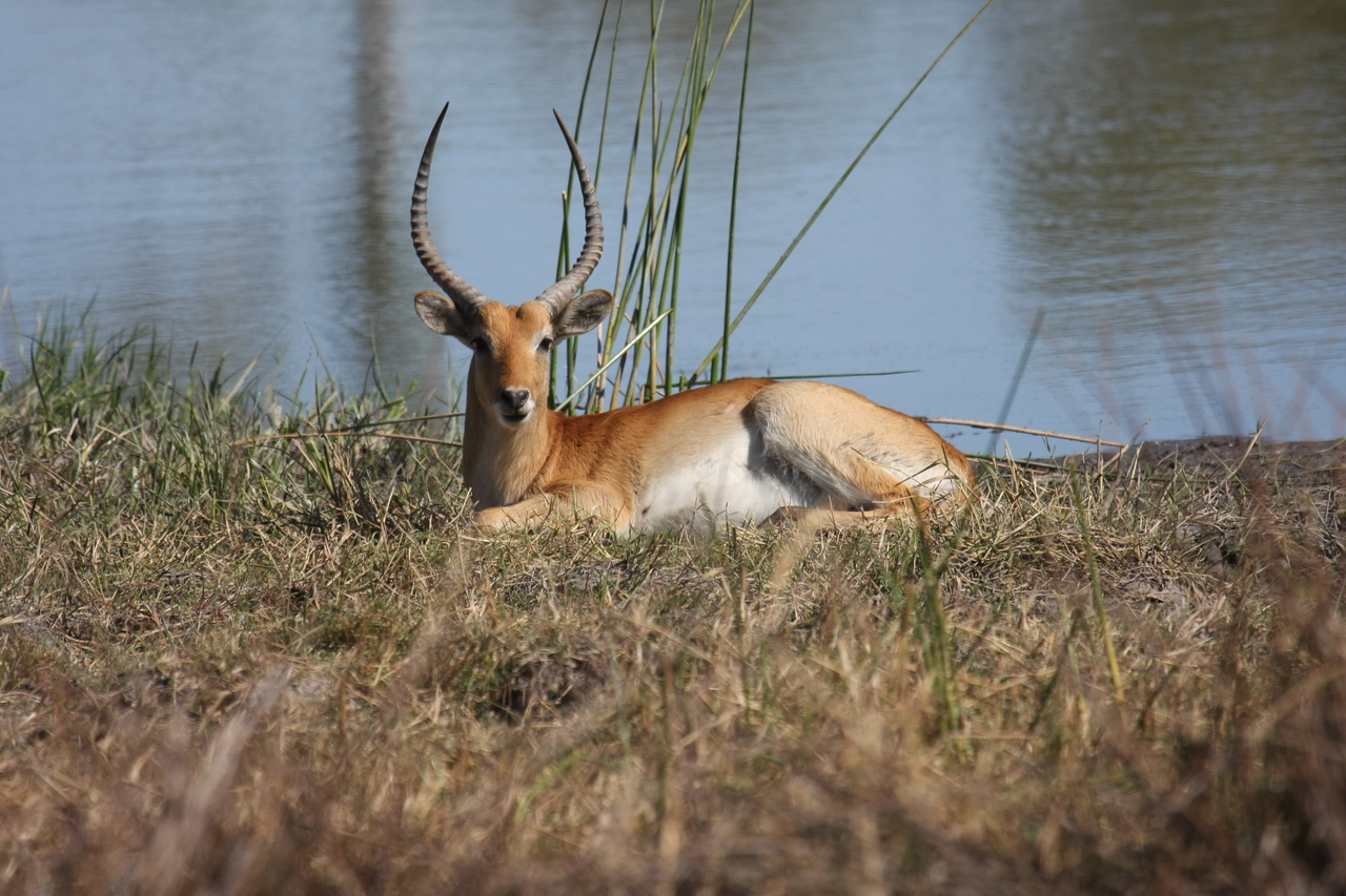 [19736] 2016_06_28_05_32_56_Africa_Canon_EOS_40D_IMG__10533.jpg