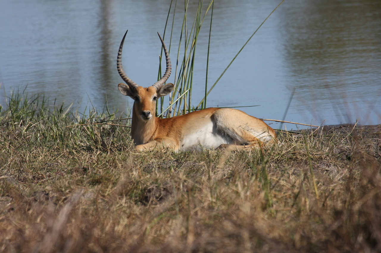 [19738] 2016_06_28_05_32_56_Africa_Canon_EOS_40D_IMG__10535.jpg