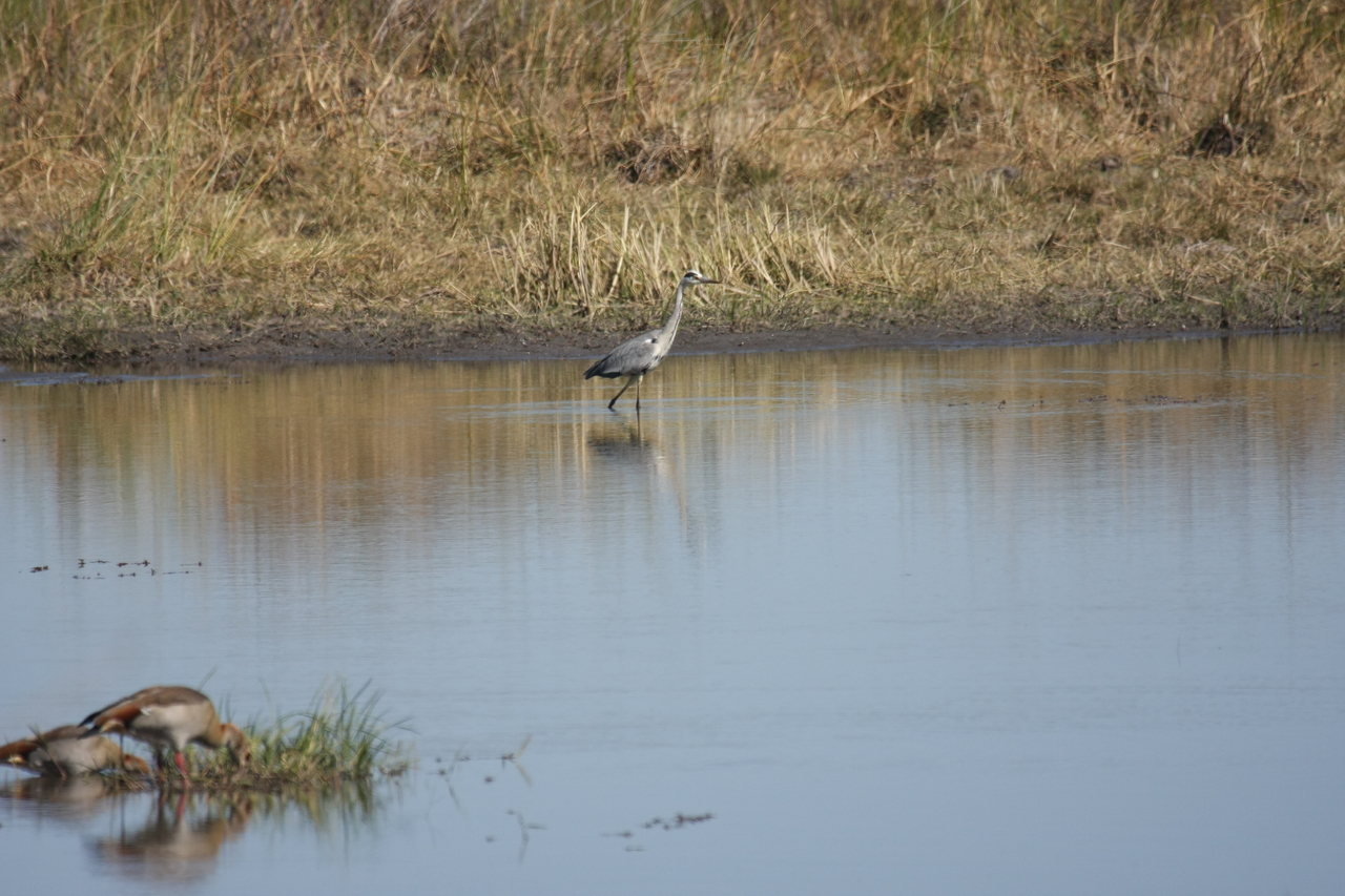 [19743] 2016_06_28_05_33_07_Africa_Canon_EOS_40D_IMG__03091.jpg
