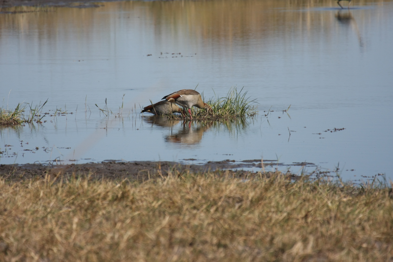 [19750] 2016_06_28_05_33_13_Africa_Canon_EOS_40D_IMG__03093.jpg